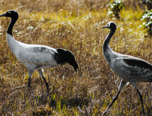 Black Necked Crane Festival